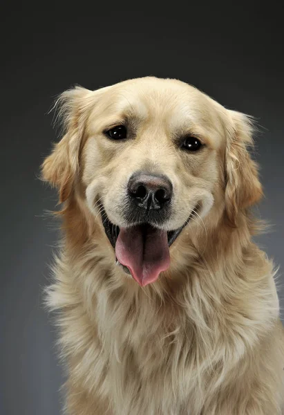 Portret uroczego golden retrievera patrzącego ciekawie w kamerę — Zdjęcie stockowe