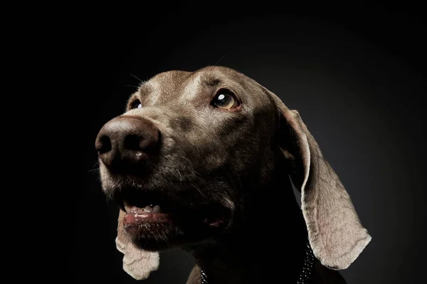 Portret van een schattige Weimaraner hond die nieuwsgierig opkijkt — Stockfoto