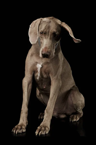 Studio shot van een schattige Weimaraner hond zitten en kijken verdrietig naar beneden — Stockfoto