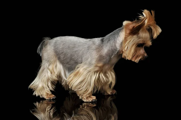 Studyjne ujęcie uroczego Yorkshire Terrier stojącego z zabawnym kucykiem — Zdjęcie stockowe