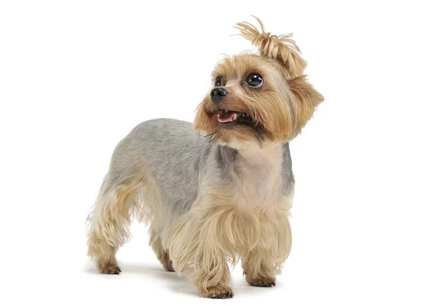 Studio shot of an adorable Yorkshire Terrier looking up curiously with funny ponytail — Stock Photo, Image