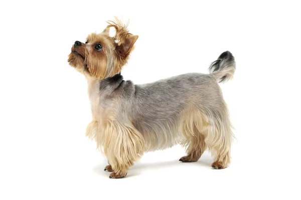 Plan studio d'un adorable Yorkshire Terrier levant les yeux curieusement avec une queue de cheval drôle — Photo