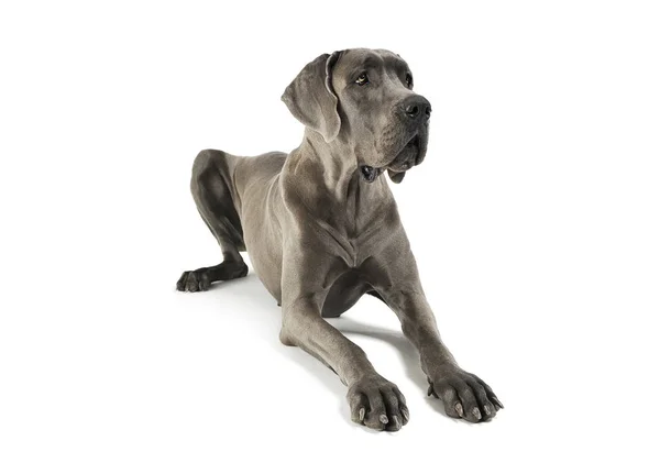 Estudio de un adorable Deutsche Dogge mintiendo y mirando con curiosidad —  Fotos de Stock