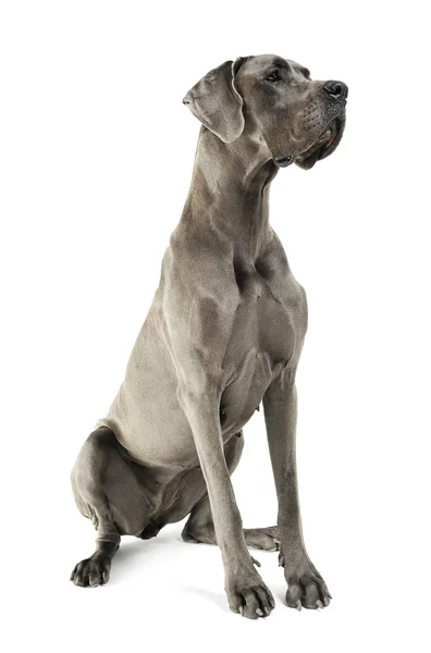 Studioaufnahme einer entzückenden deutschen Dogge, die sitzt und neugierig schaut — Stockfoto
