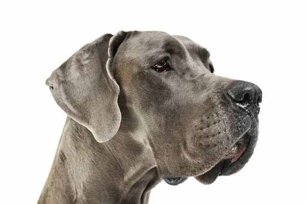 Portret van een schattige Deutsche Dogge die er nieuwsgierig uitziet — Stockfoto