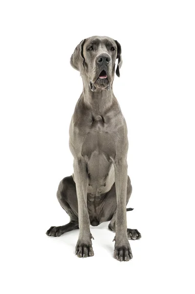 Estúdio de um adorável Deutsche Dogge sentado e olhando curiosamente para a câmera — Fotografia de Stock