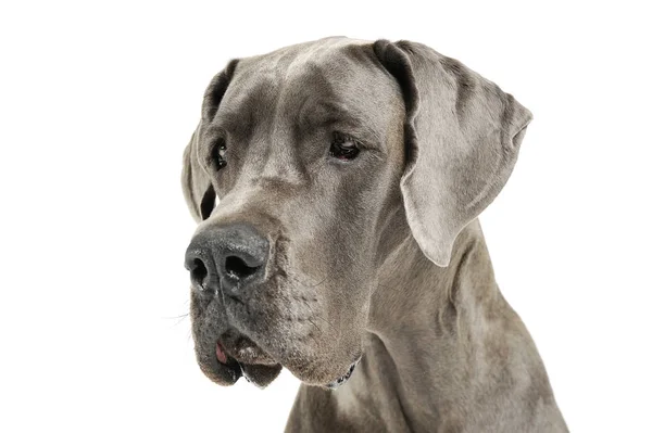 Retrato de um adorável Deutsche Dogge parecendo triste — Fotografia de Stock