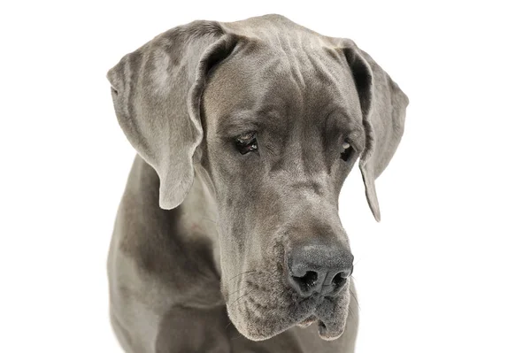 Portret van een schattige Deutsche Dogge die droevig naar beneden kijkt — Stockfoto