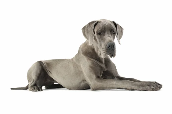 Estúdio de um adorável Deutsche Dogge mentindo e olhando para baixo tristemente — Fotografia de Stock