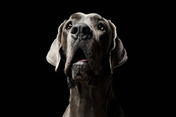 Porträt eines entzückenden deutschen Hundes, der neugierig nach oben schaut — Stockfoto