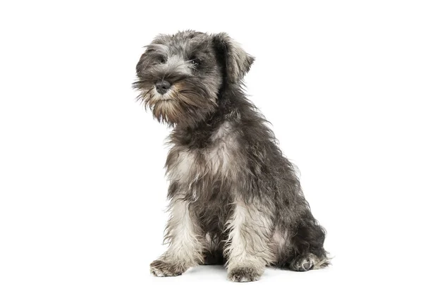 Prise de vue en studio d'un adorable chiot Schnauzer salé et pappeur assis et regardant curieusement la caméra — Photo