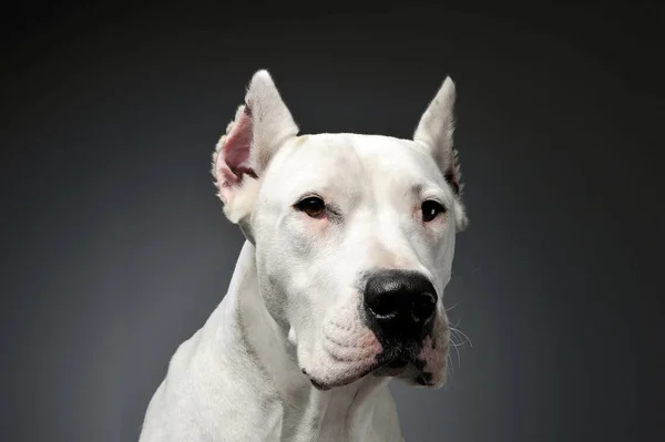 Portrett av en søt Dogo Argentino som ser rart på kameraet. – stockfoto