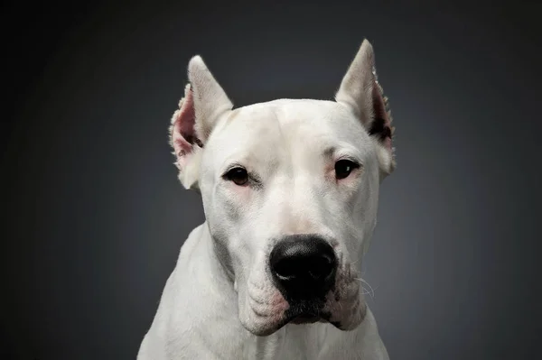 Retrato de un adorable Dogo Argentino mirando curiosamente a la cámara — Foto de Stock