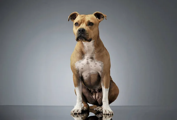 Studio girato di un adorabile americano Staffordshire Terrier seduto e guardando curiosamente — Foto Stock