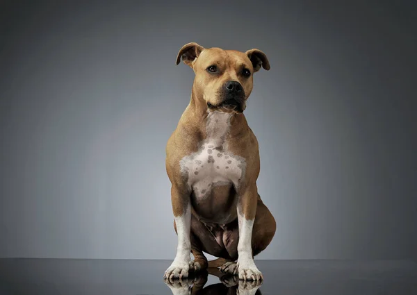 Studio girato di un adorabile americano Staffordshire Terrier seduto e guardando curiosamente — Foto Stock