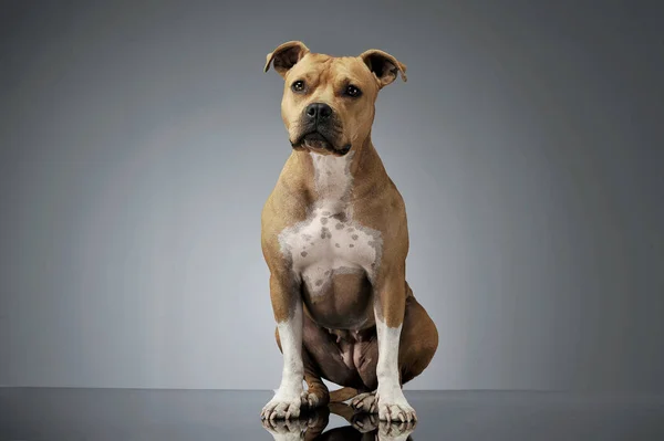 Studio girato di un adorabile americano Staffordshire Terrier seduto e guardando curiosamente la fotocamera — Foto Stock