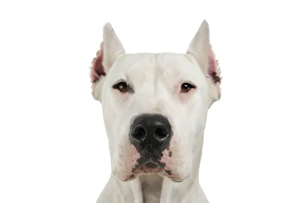 Πορτρέτο ενός αξιολάτρευτου Dogo Argentino κοιτάζοντας περιέργως στην κάμερα — Φωτογραφία Αρχείου