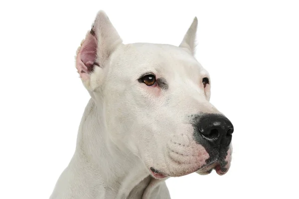 Retrato de un adorable Dogo Argentino mirando curiosamente — Foto de Stock