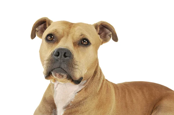 Retrato de um adorável American Staffordshire Terrier olhando para cima curiosamente — Fotografia de Stock
