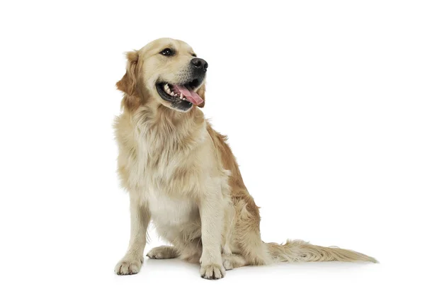 Studio shot van een schattige Golden retriever zitten en kijken tevreden — Stockfoto