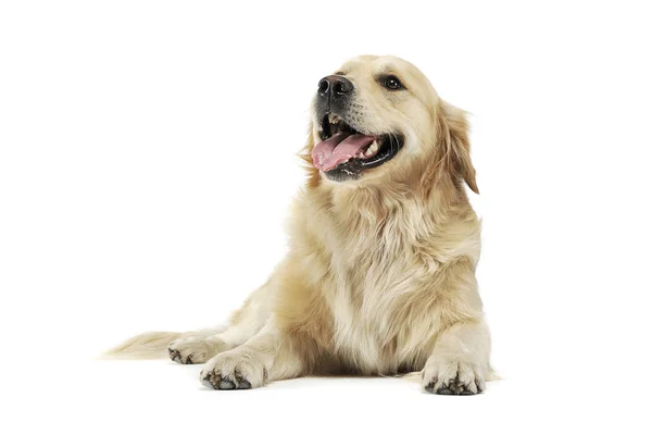 Studio shot van een schattige Golden retriever liegen en kijken tevreden — Stockfoto