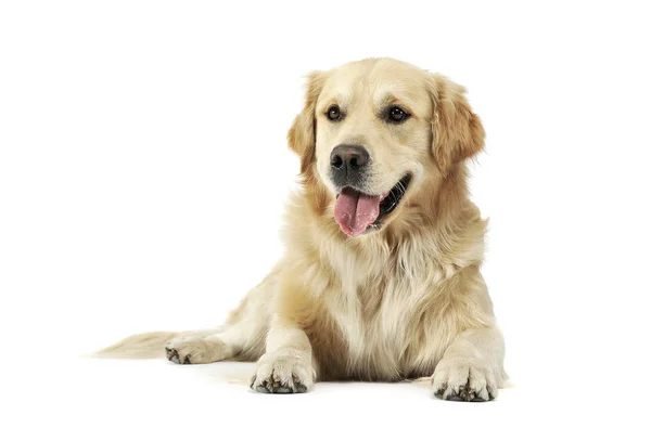 Studio shot van een schattige Golden retriever liegen en kijken tevreden — Stockfoto