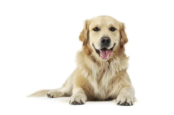 Studio shot van een schattige Golden retriever liegen en kijken tevreden — Stockfoto