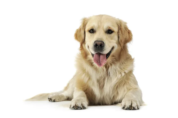 Tatlı Golden Retriever 'ın stüdyo fotoğrafı. Yalan söylüyor ve memnun görünüyor.