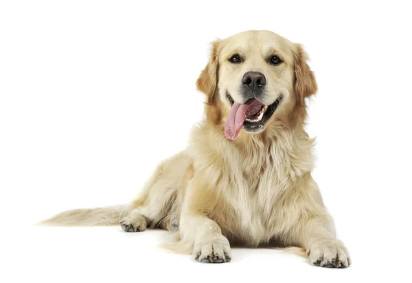 Studio shot of an adorable Golden retriever lying with hanging tongue — ストック写真