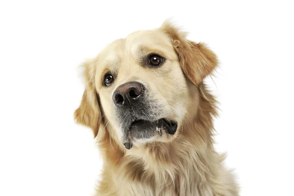 Portrait of an adorable Golden retriever looking curiously at the camera — Stock Photo, Image