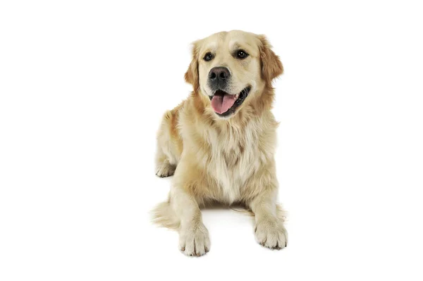 Studio shot van een schattige Golden retriever liegen en kijken tevreden — Stockfoto