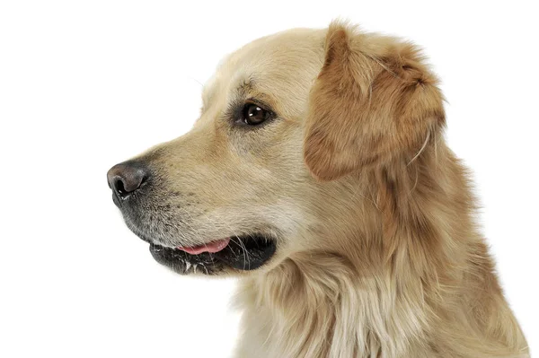 Portret van een schattige Golden retriever op zoek nieuwsgierig — Stockfoto