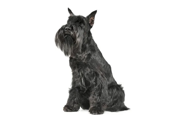 Estudio de un adorable Schnauzer sentado y mirando hacia arriba curiosamente —  Fotos de Stock