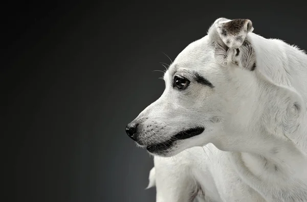 Ritratto di un adorabile cane di razza mista dall'aspetto curioso — Foto Stock