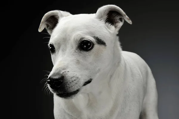 Porträt eines entzückenden Mischlingshundes, der neugierig schaut — Stockfoto