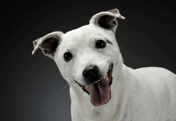 Portrét rozkošného smíšeného psa stojícího a zvědavě hledícího do kamery — Stock fotografie