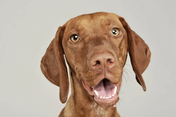 Portrét rozkošného magyara vizsla, který se zvědavě dívá do kamery — Stock fotografie