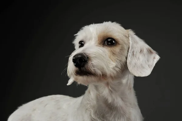 Portrait d'un chien adorable de race mixte couché et regardant curieusement — Photo