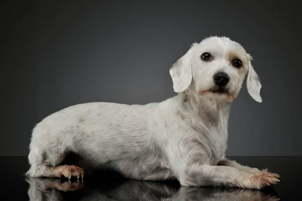 Studio girato di un adorabile cane di razza mista sdraiato e guardando curiosamente la fotocamera — Foto Stock