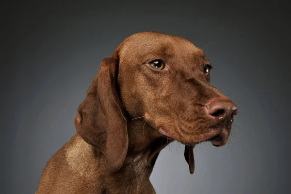 Portrait of an adorable magyar vizsla looking curiously at the camera — Stock Photo, Image