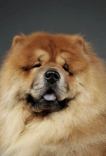 Portrait d'un chow chow adorable regardant curieusement la caméra — Photo