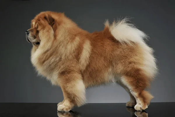 Studio shot of an adorable chow chow standing and looking curiously — Stock Photo, Image