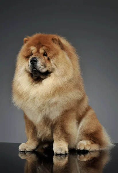 Studio plan d'un chow chow adorable assis et regardant curieusement — Photo