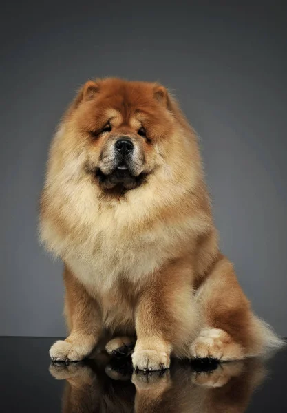 Photo studio d'une adorable chow chow assis et regardant curieusement la caméra — Photo