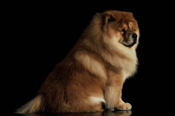 Estudio de un adorable chow chow sentado y mirando con curiosidad — Foto de Stock