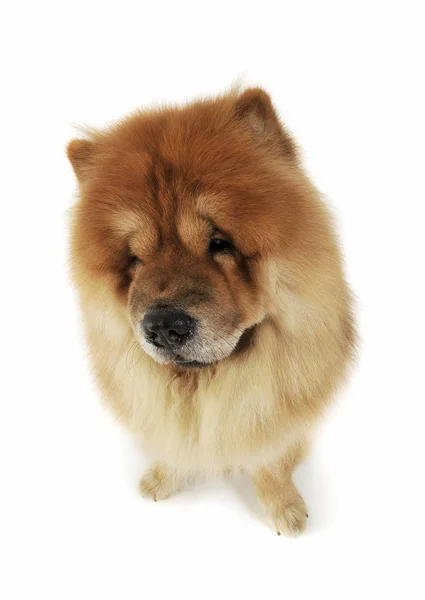 Studio shot of an adorable chow chow sitting and looking curiously at the camera — Stock Photo, Image