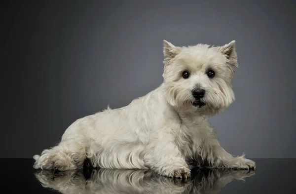 Estudio de un adorable West Highland White Terrier mintiendo y mirando curiosamente a la cámara —  Fotos de Stock