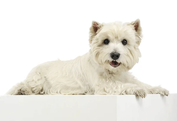 Batı Highland White Terrier 'ın çekimleri kameraya merakla bakıyor. — Stok fotoğraf