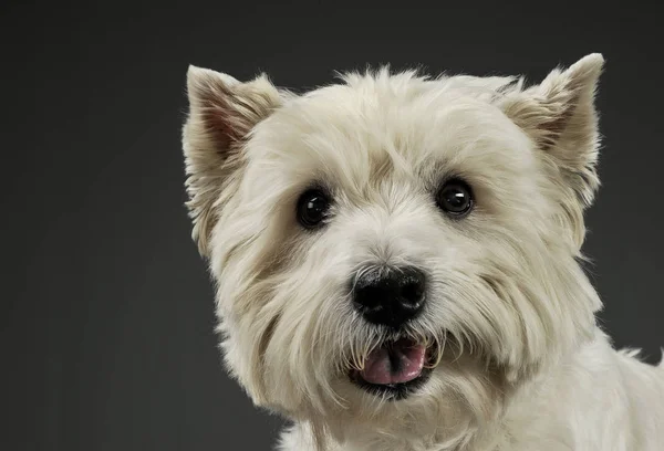 Retrato de un adorable West Highland White Terrier mirando curiosamente a la cámara — Foto de Stock