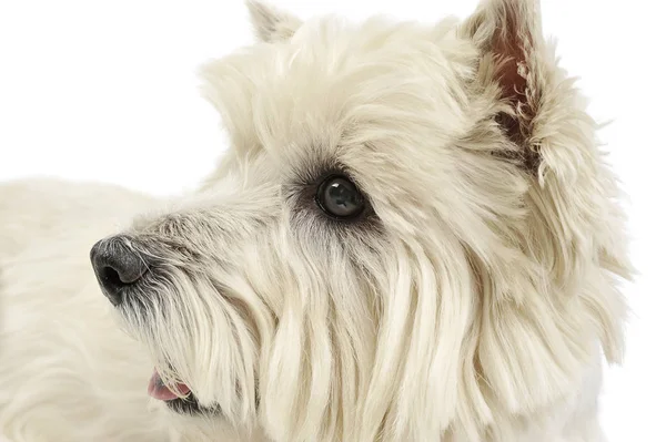 Retrato de un adorable West Highland White Terrier mirando curiosamente —  Fotos de Stock